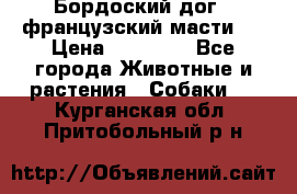 Бордоский дог ( французский масти)  › Цена ­ 50 000 - Все города Животные и растения » Собаки   . Курганская обл.,Притобольный р-н